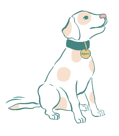 a sitting dog with tan spots with a teal collar and gold tag that says 'Spot'
