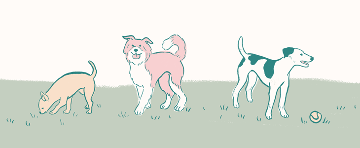 group of dogs standing on grass