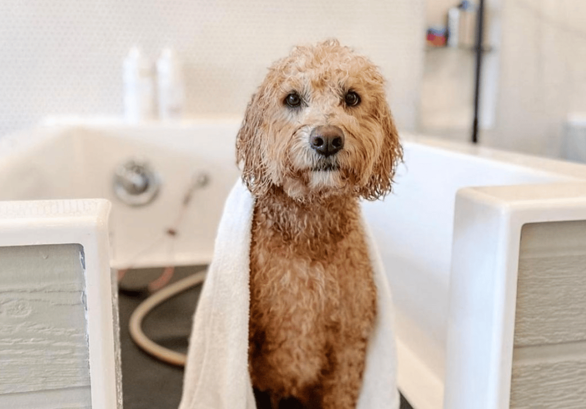 My dog hates sales baths