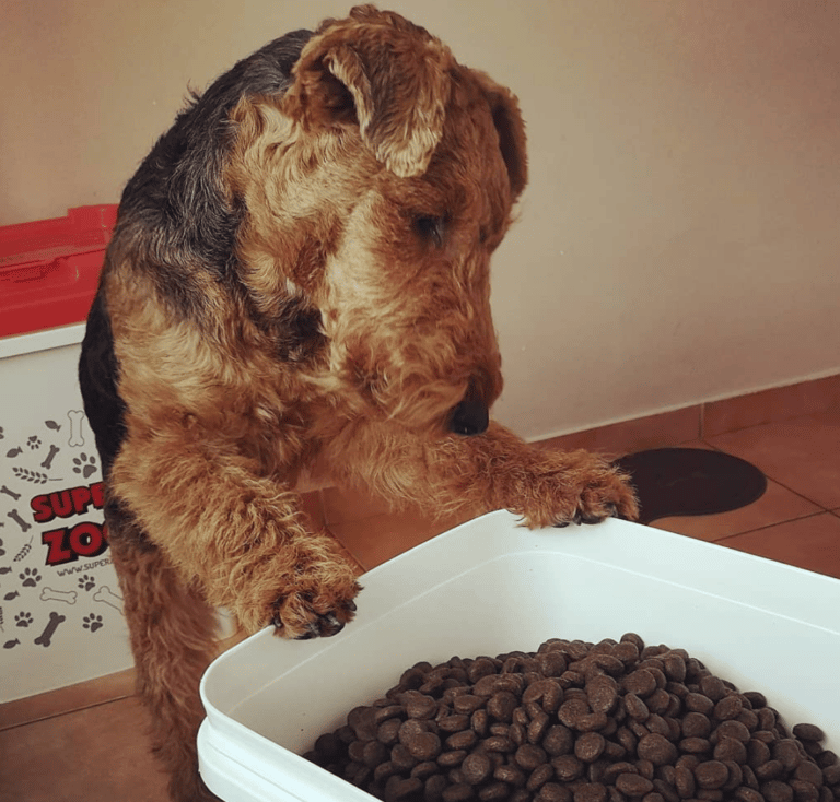 Dog Kibble... How Good is it REALLY? Dog Spotted