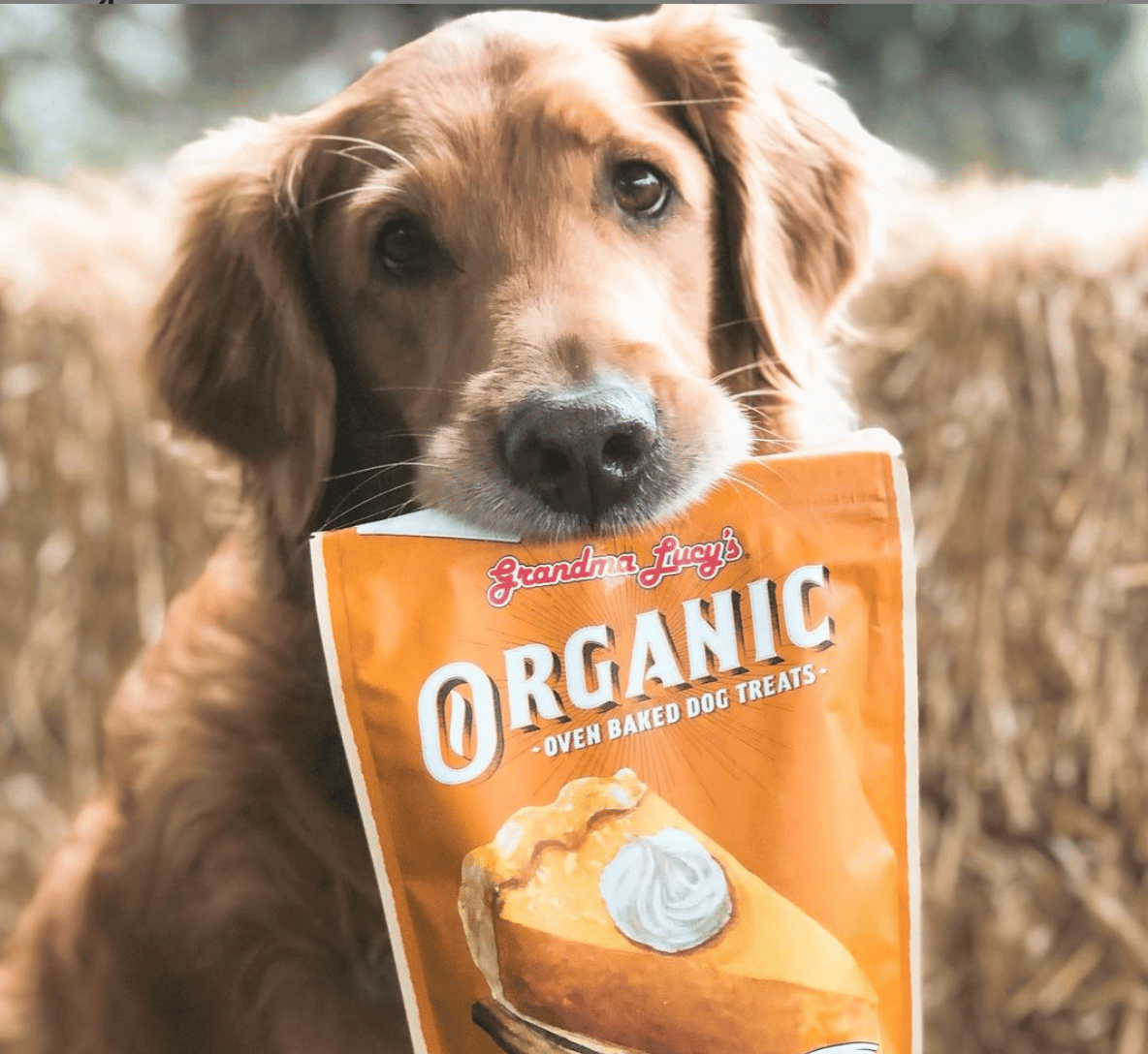 what are the best and healthiest dog treats