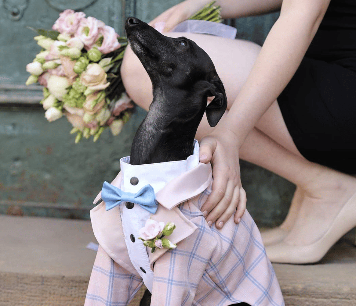 Community Building on Social Media with Your Dog: How to Bring Together ...