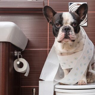 Can You Flush Dog and Cat Poo Down the Toilet?