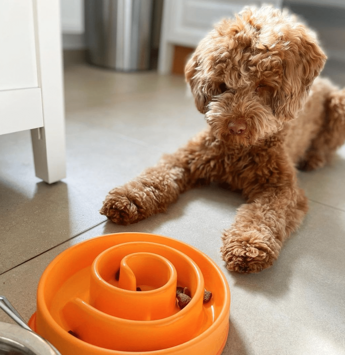 Farm Dog Bowl - Large - Maison Blue