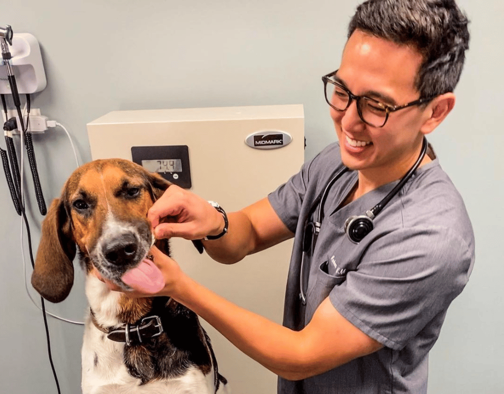 Why does my Veterinarian cost so much? Dog Spotted