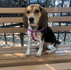 beagle on bench