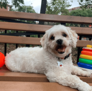 dog on bench with toys