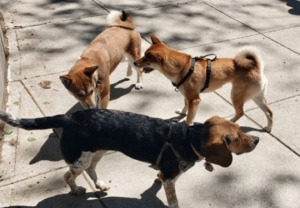dogs playing at dog run