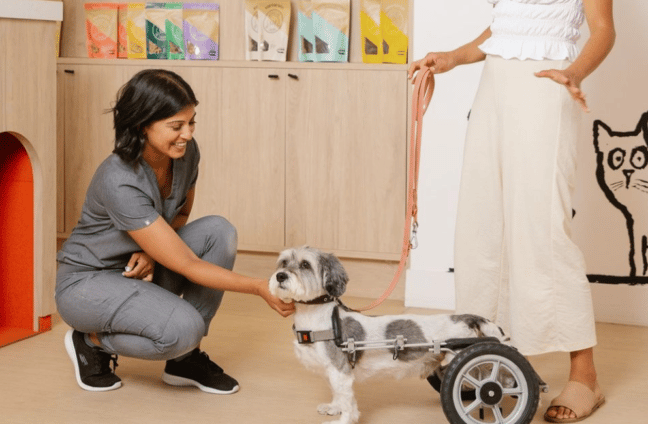 vet with special needs dog