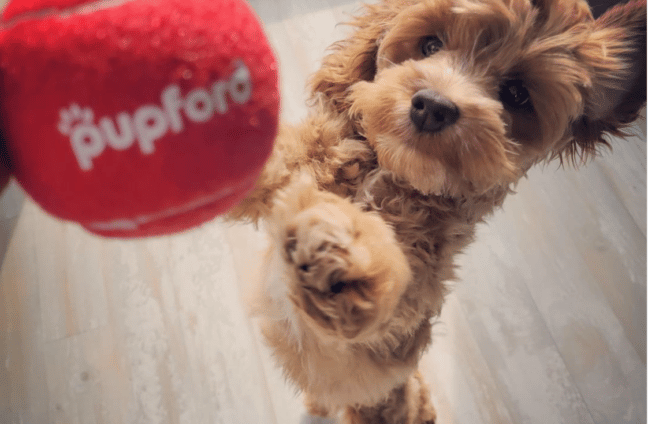 dog jumping for a dog