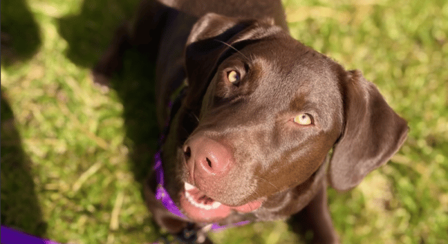 chocolate Labrador retriever