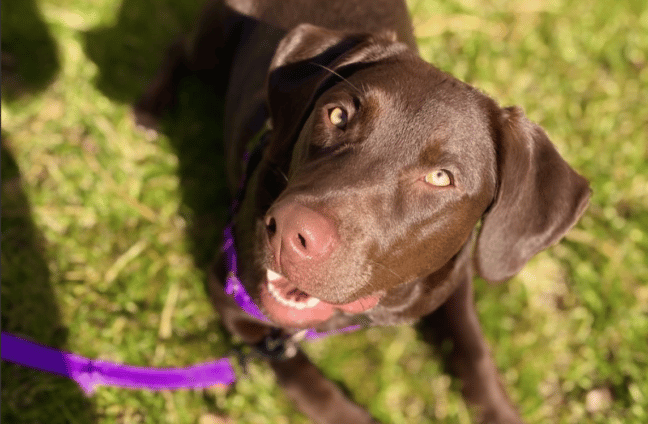 chocolate Labrador retriever