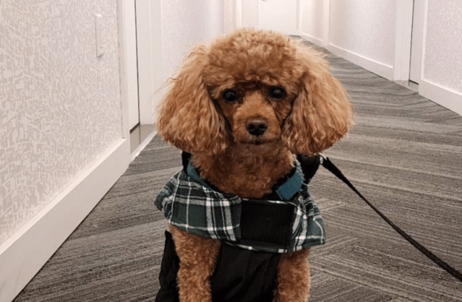 dog in hallway