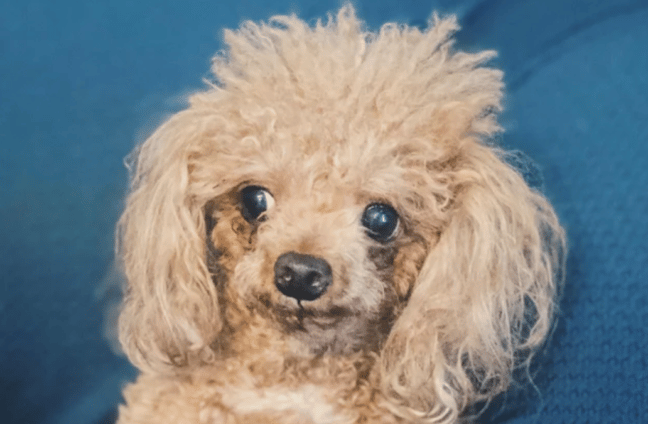 scared poodle