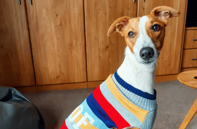 whippet