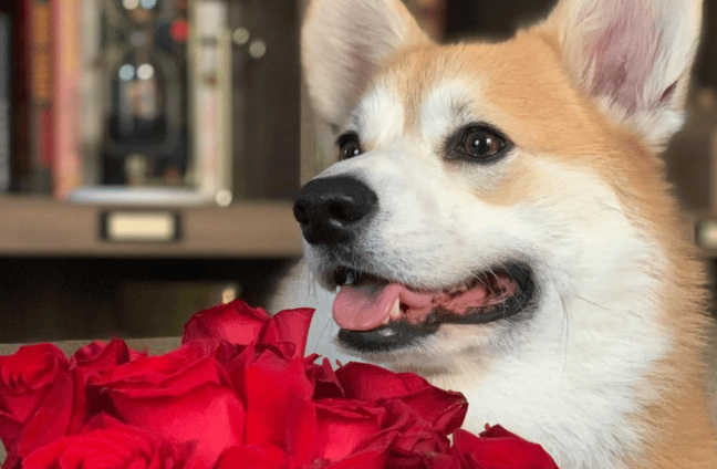 valentines corgi