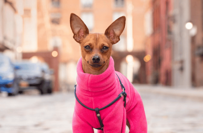 nyc pet photographer