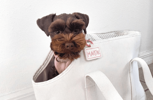 dog bag