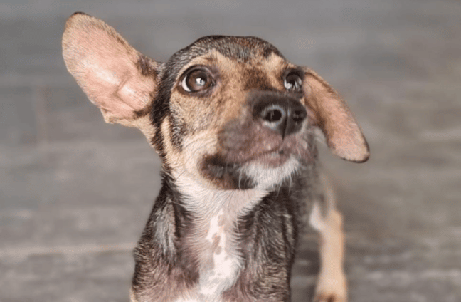 cunucu dog rescue