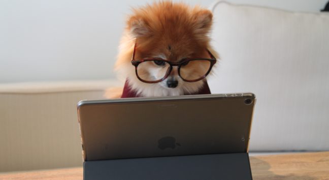 dog at laptop