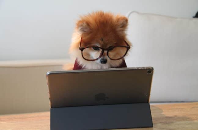 dog at laptop