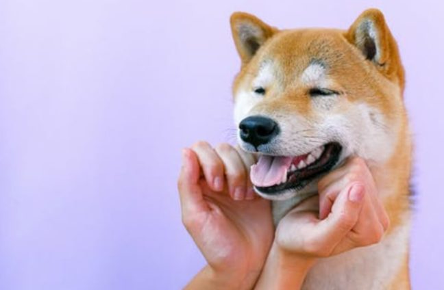 shiba inu