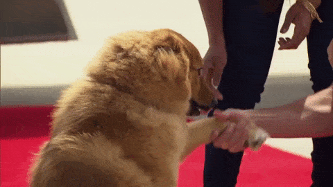 dog hand shake gif - nyc dog trainer