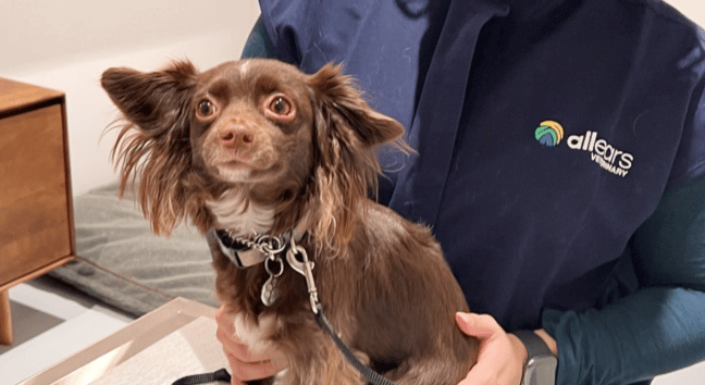 dog at the vet