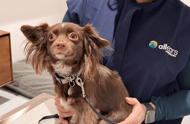 dog at the vet