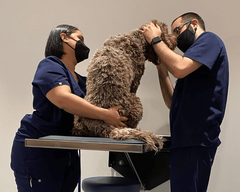 two vets examine dogs - dog pre surgery instructions