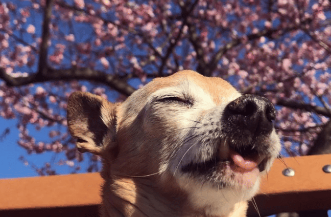 dog with cherry blossoms
