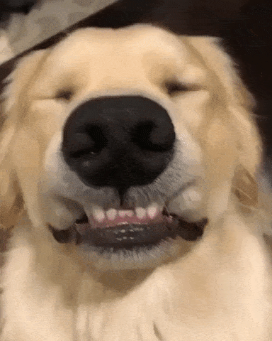 cute dog smile gif - dog pre surgery instructions