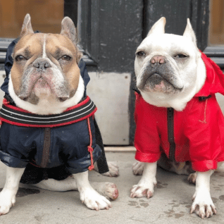 NY Yankee dog clothes From TheDogist