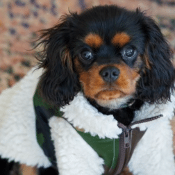 dog in fleece coat