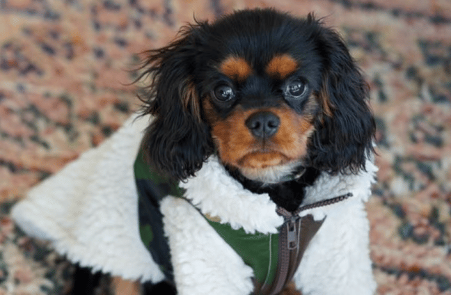 dog in fleece coat