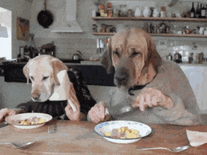 dogs eating with human hands - dog food for a picky eater