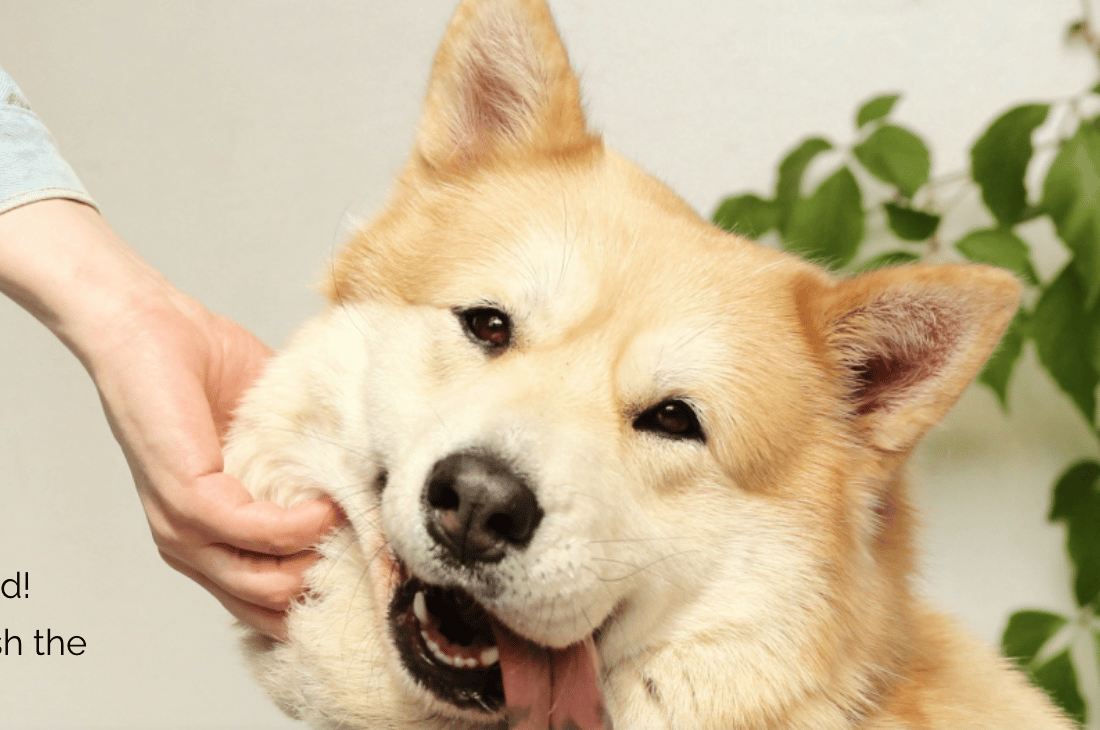 social paws happy dog