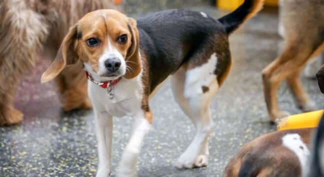 beagle at camp canine