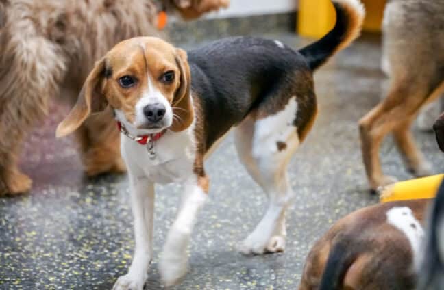 beagle at camp canine